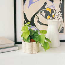 Charger l'image dans la galerie, Pot autonome Paula - Blanc grainé