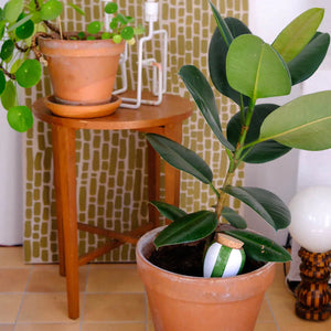 Olla Rayé vert et blanc